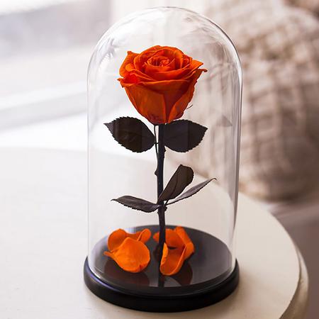 Оранжевая роза в колбе